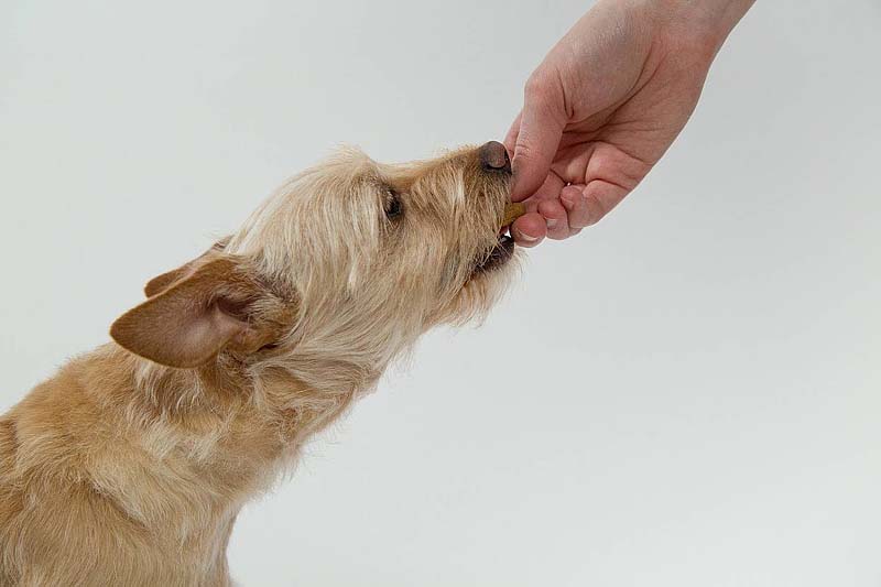 Terrierwelpe mit Hand gefüttert