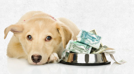 Hund mit Geld im Futternapf