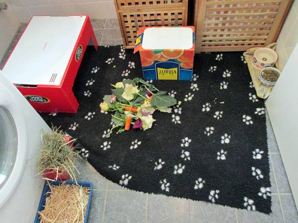Kaninchen Vergesellschaftung - Aufbau Zimmer