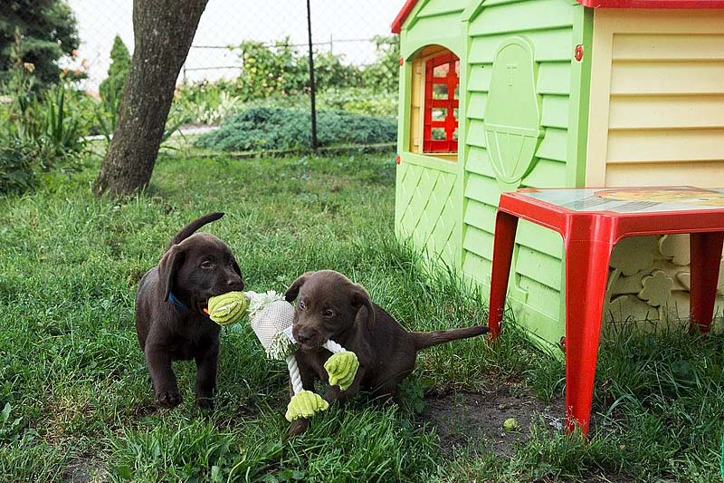 Zwei Labradorwelpen mit Spielzeug im Garten 