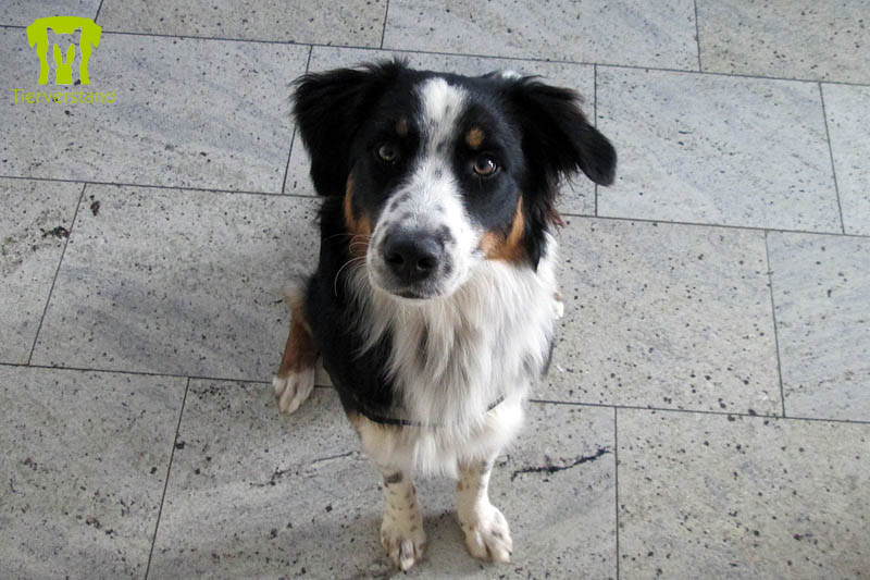 Australian Sheperherd tricolor