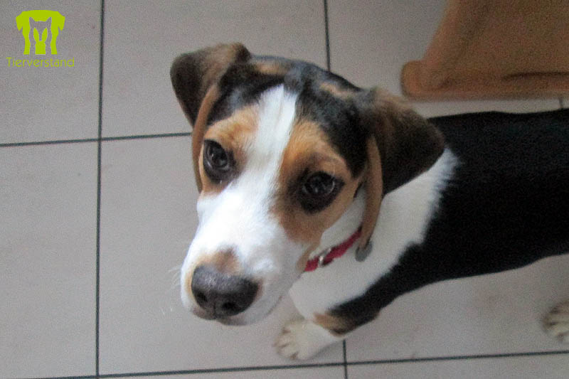 Beagle