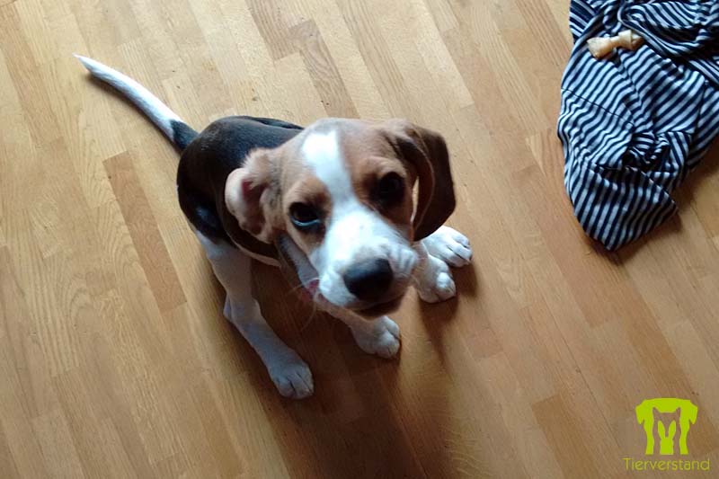Beaglewelpe tricolor