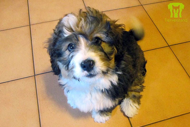 Berner Sennenmischling