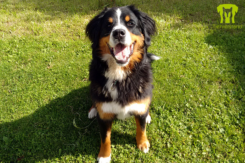 Berner Sennenhund 