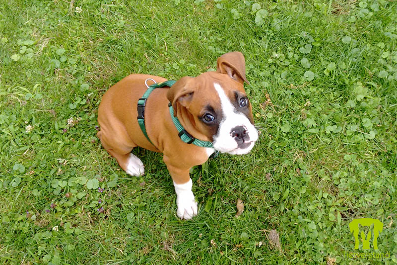 Boxerwelpe 