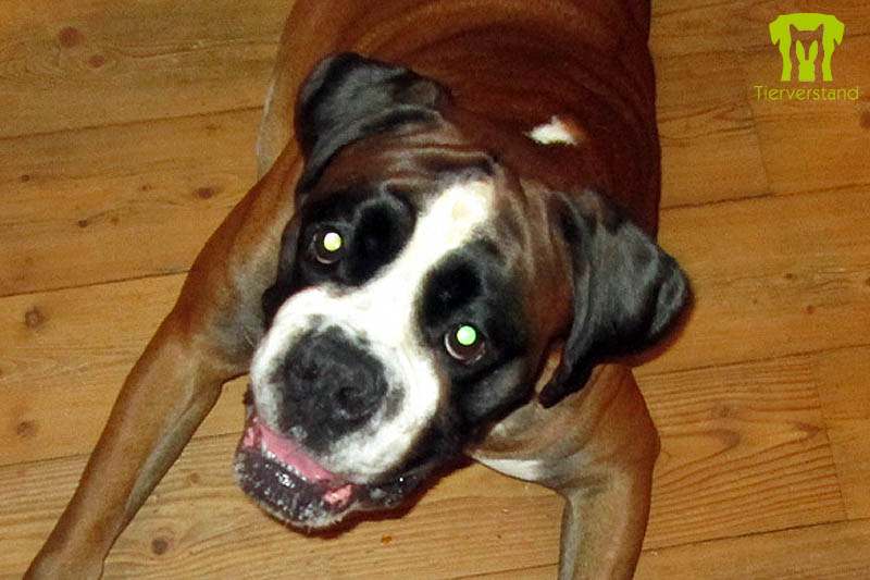 Deutscher Boxer