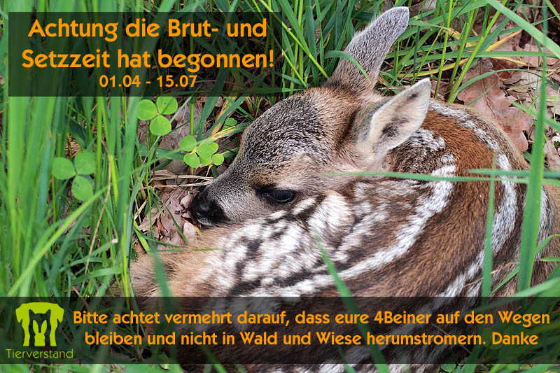 Brut-Setzzeit