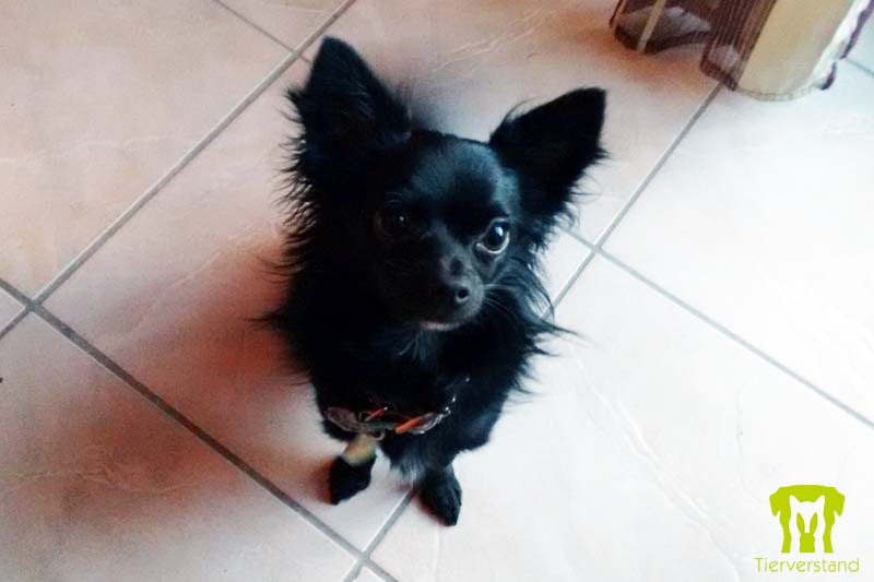 Chihuahua schwarz langhaar