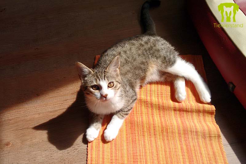 Europäisch Kurzhaar Katze