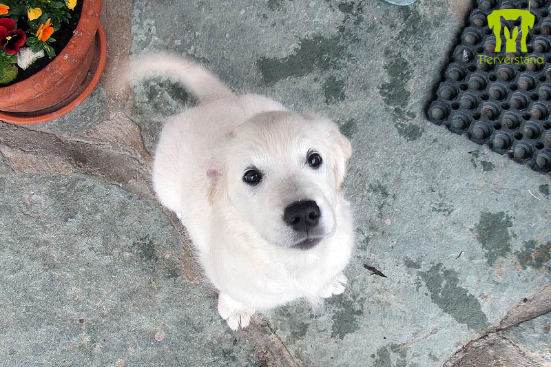 Golden Retriever Welpe 