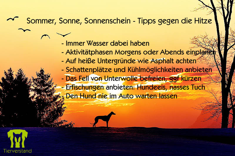 Tipps gegen Hitze
