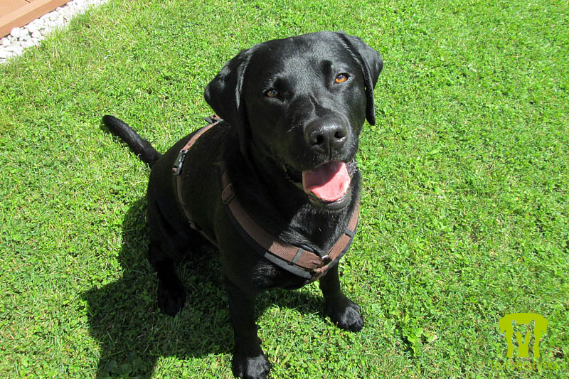 Labrador Retriever 