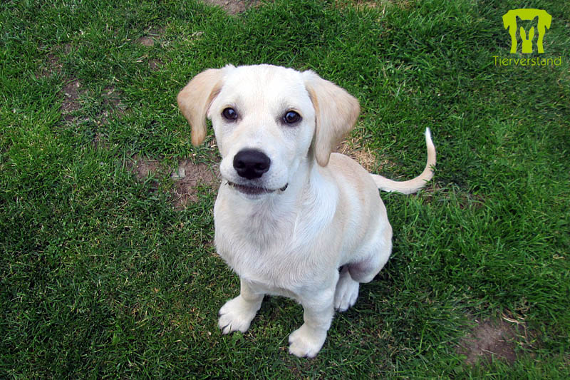 Labrador Retriever Welpe blond