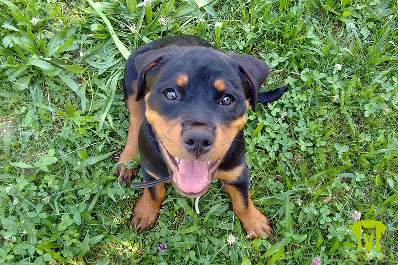 Rottweilerwelpe