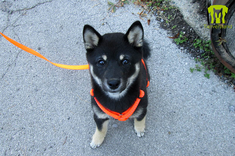 Shiba Inu 