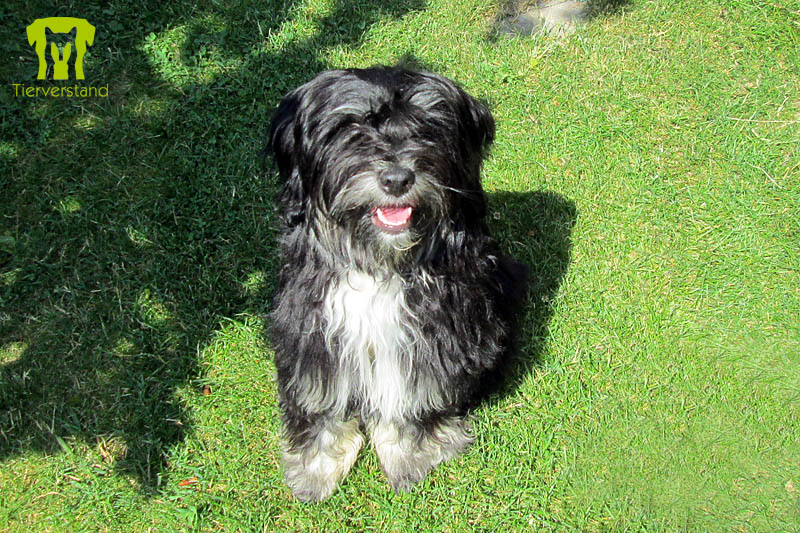 Tibet Terrier