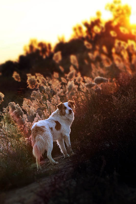 Abendspaziergang mit Hund