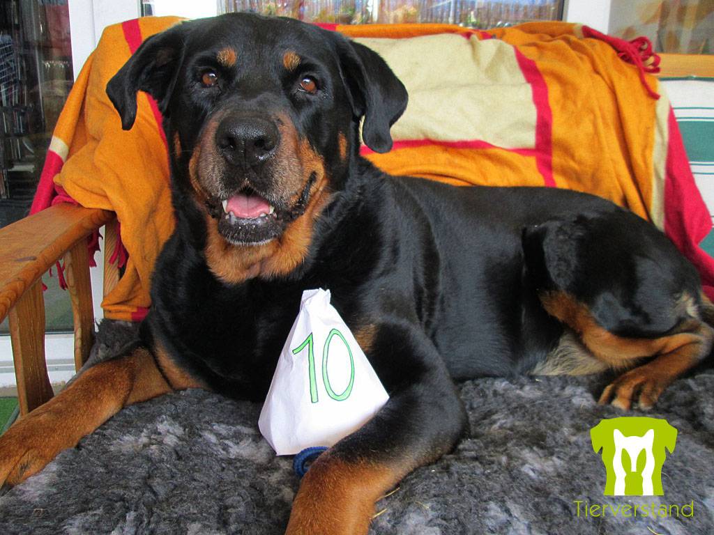 Hund mit erster Nummer 10