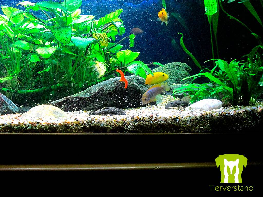 Aquarium mit Paprika Nummer 3
