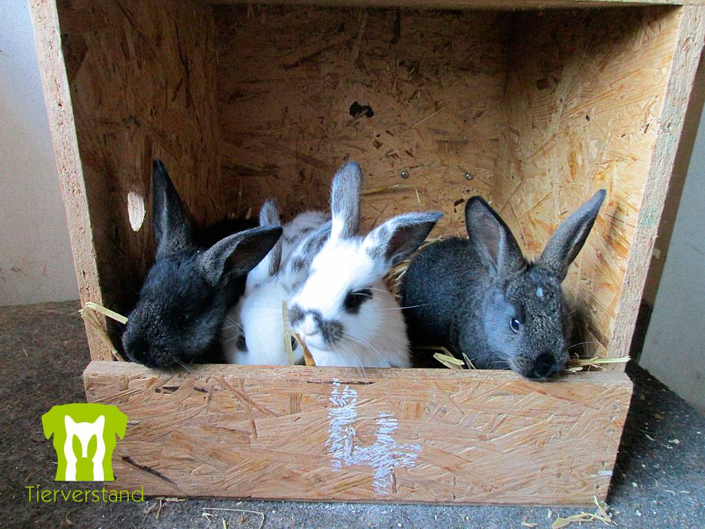 4 kleine Kaninchen
