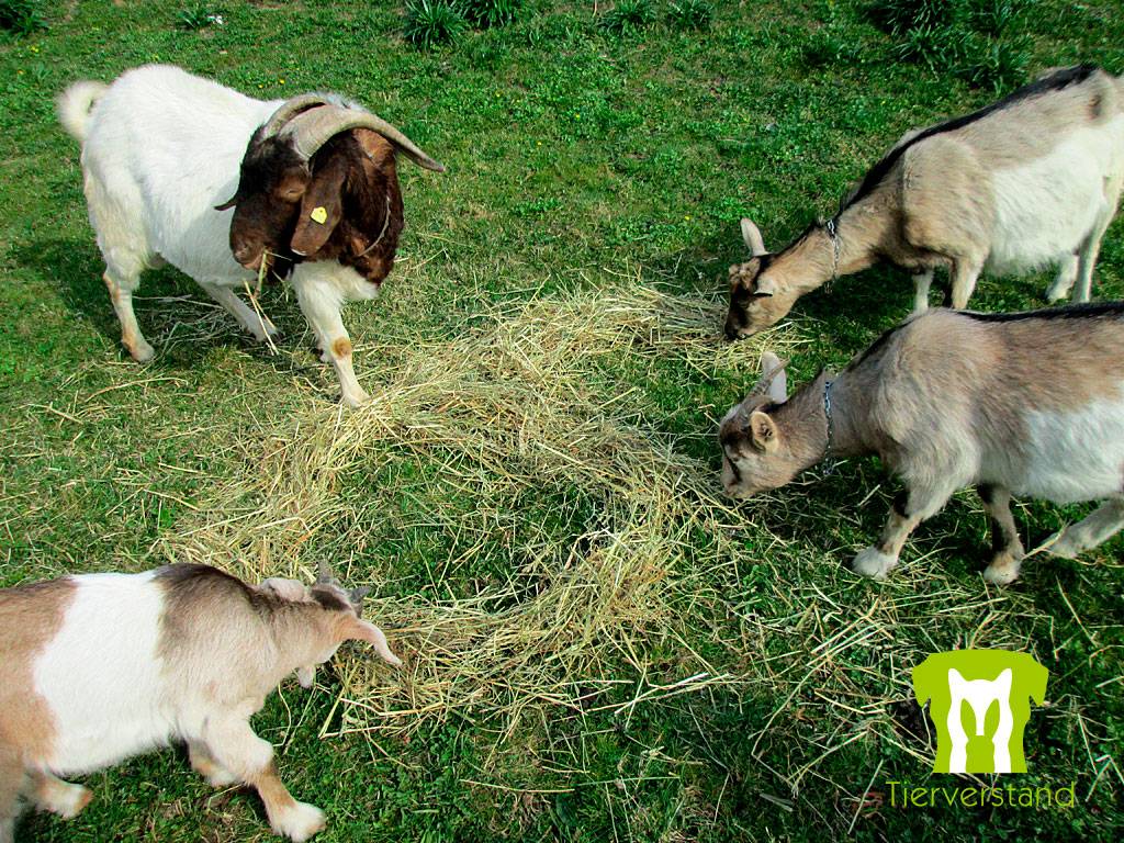 Ziegen fressen Futterspur Nummer 6