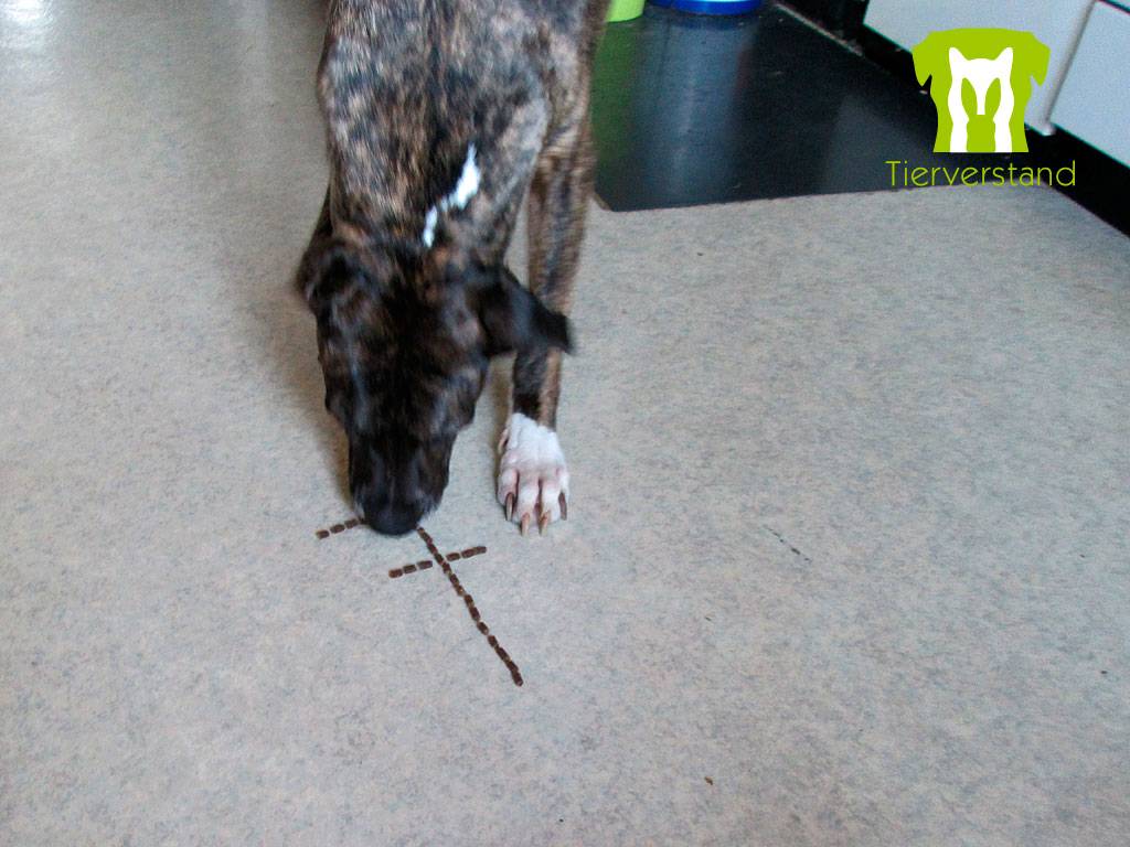 Hund frisst Futterspur Nummer 7