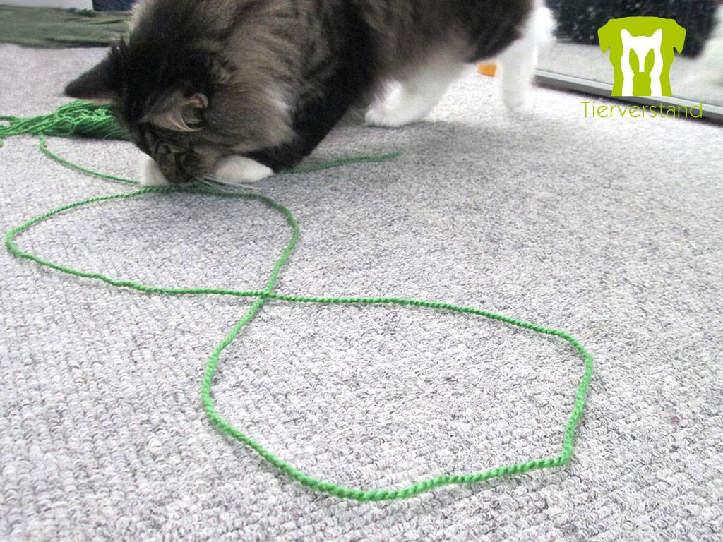 Katze spielt mit der Faden Nummer 8
