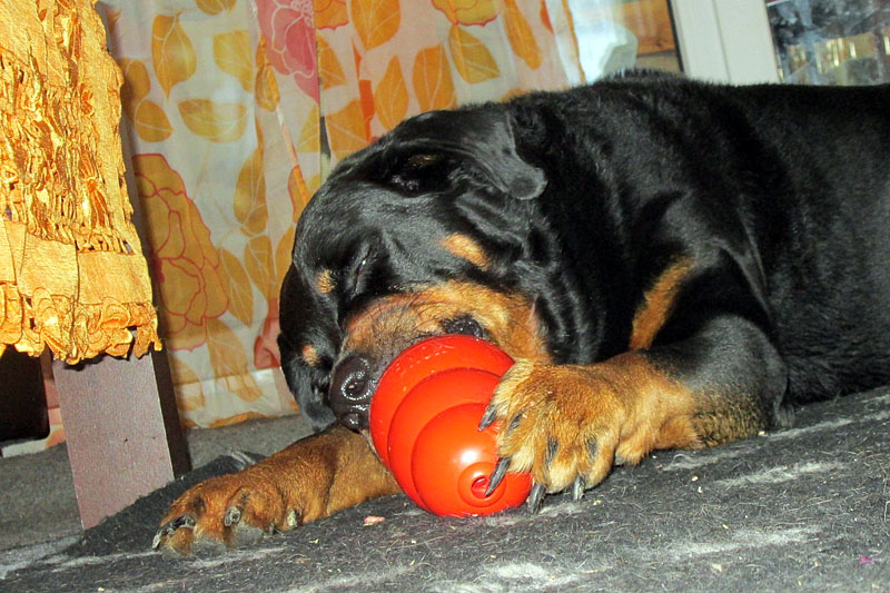 Kong