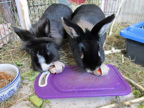 meine Kaninchen Lazerus & Leia 