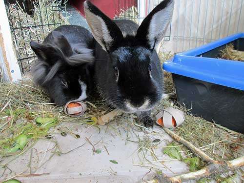 meine Kaninchen Lazerus & Leia