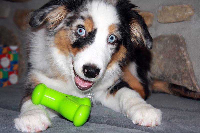 Aussiwelpe mit Kong