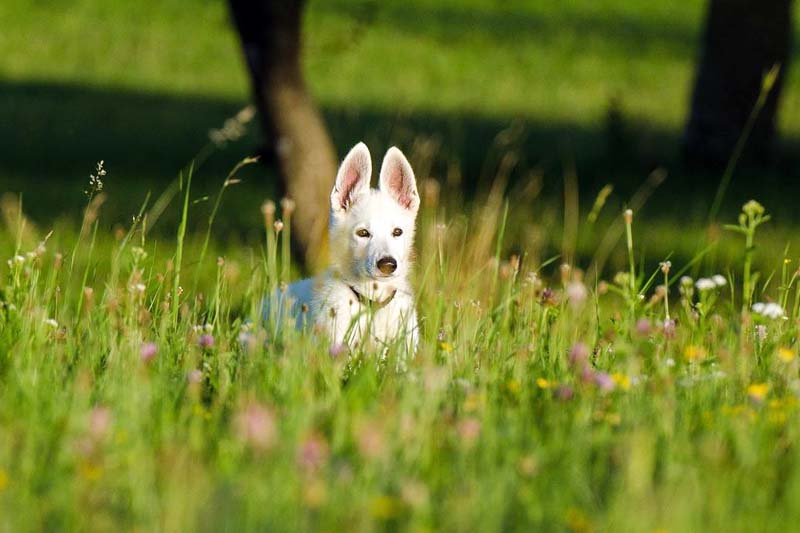 Weißer Schäferhundwelpe im Gras