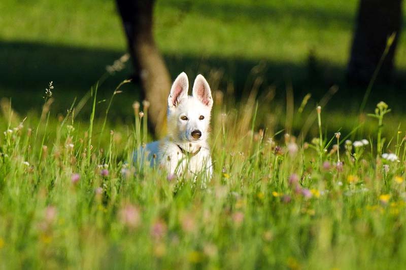 Weißer Schäferhundwelpe im Gras 