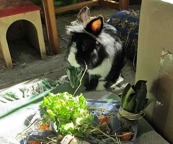 Lazarus (Kaninchen) beim Ausprobieren