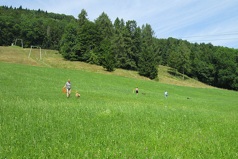 Eigenfährte auf einer Wiese Eigenfährte