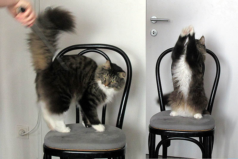Unser Kater Yoda beim Clickertraining Kater beim Clickern
