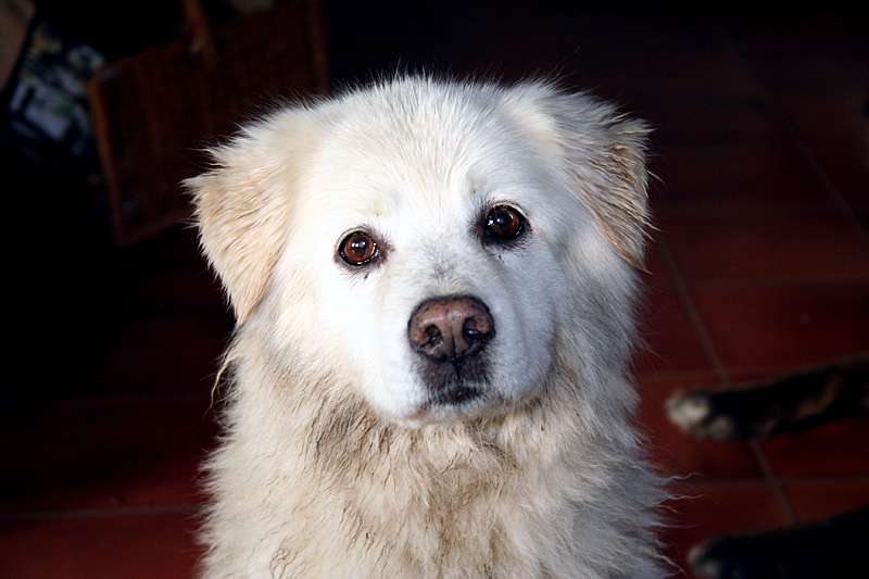 hund