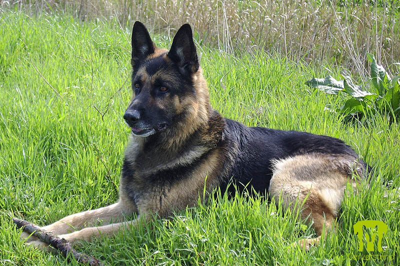 Stockhaar Schäferhund