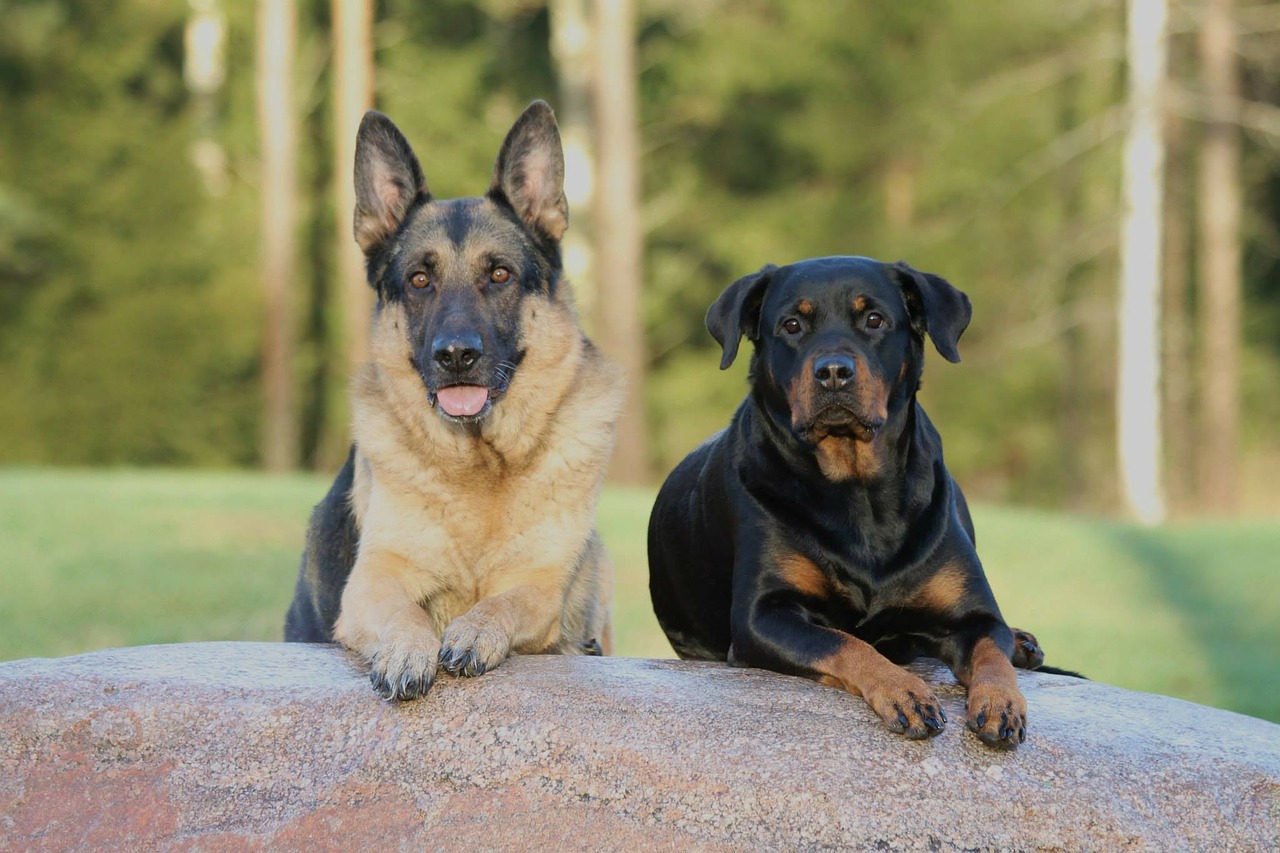 Deutscher Schaefer Hund und ein Rottweiler im Platz und Bleib