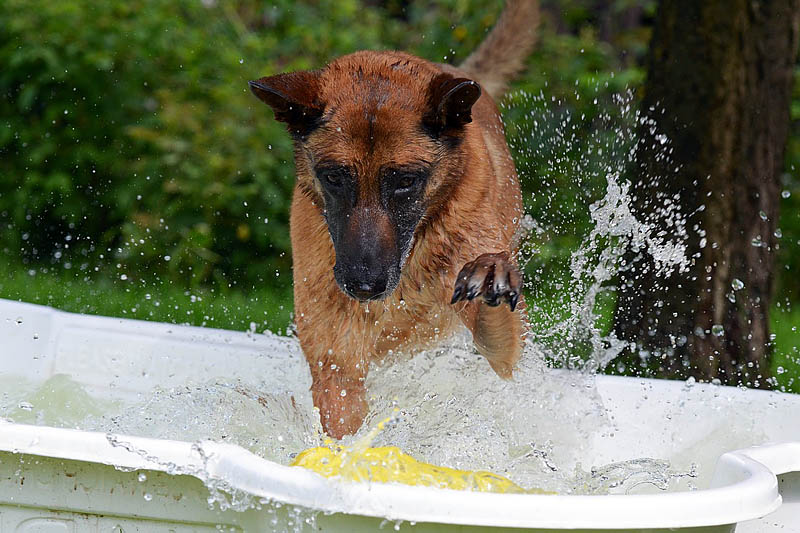 Schäferhund grabend im Hundepool
