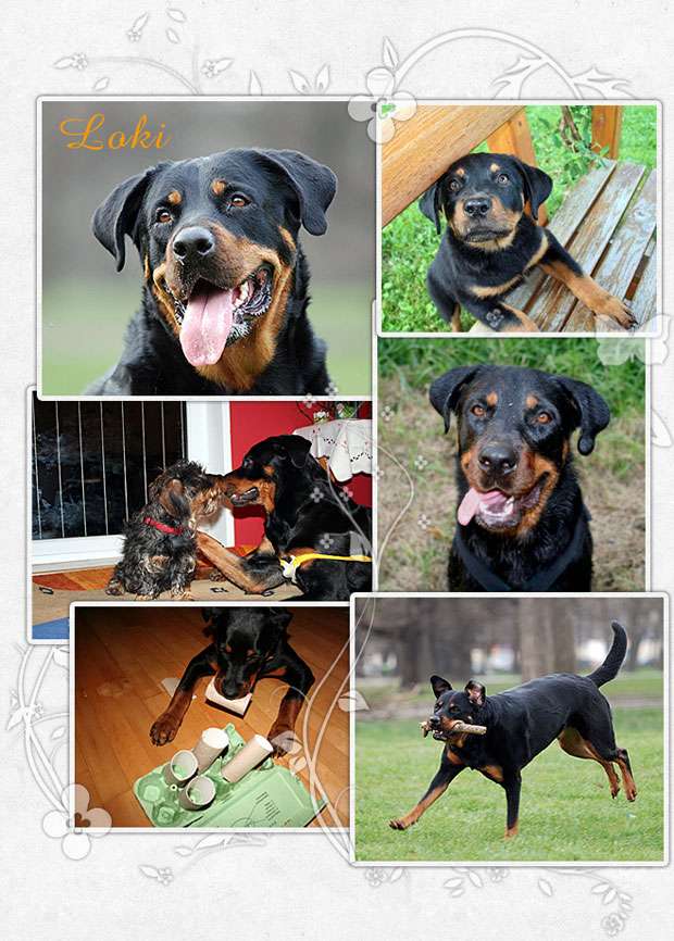 Loki, Rottweilermischling