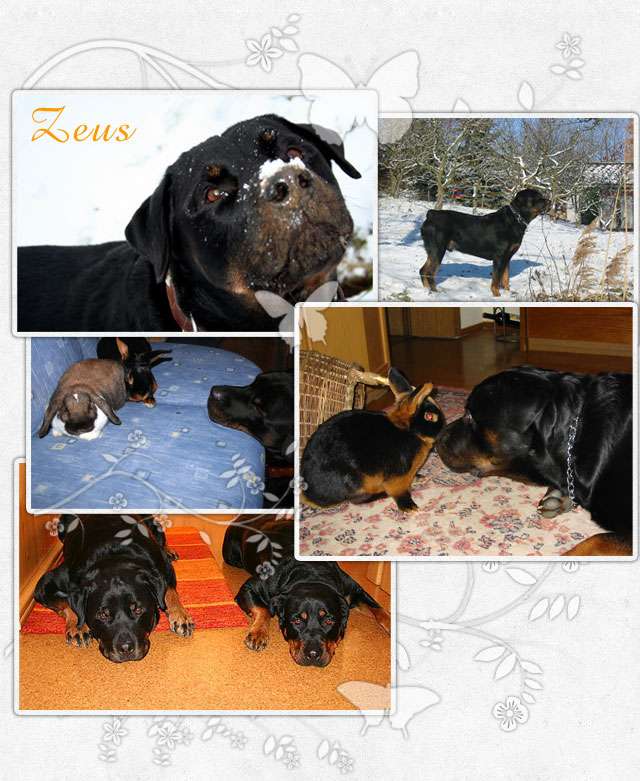 Zeus, Rottweiler