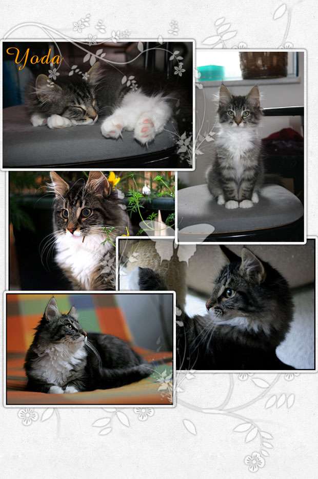 Yoda, norwegische Waldkatze