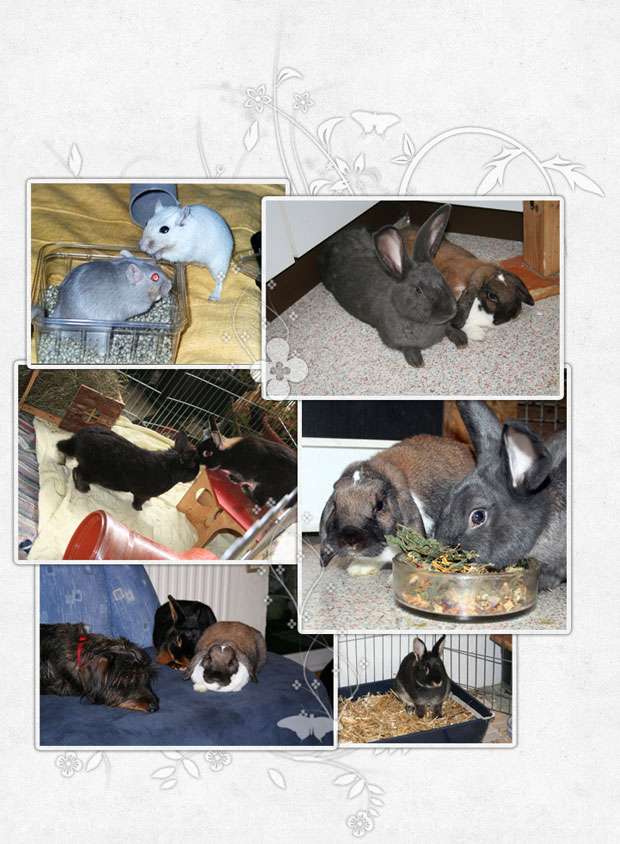 einige Fotos meiner kleinen Haustiere