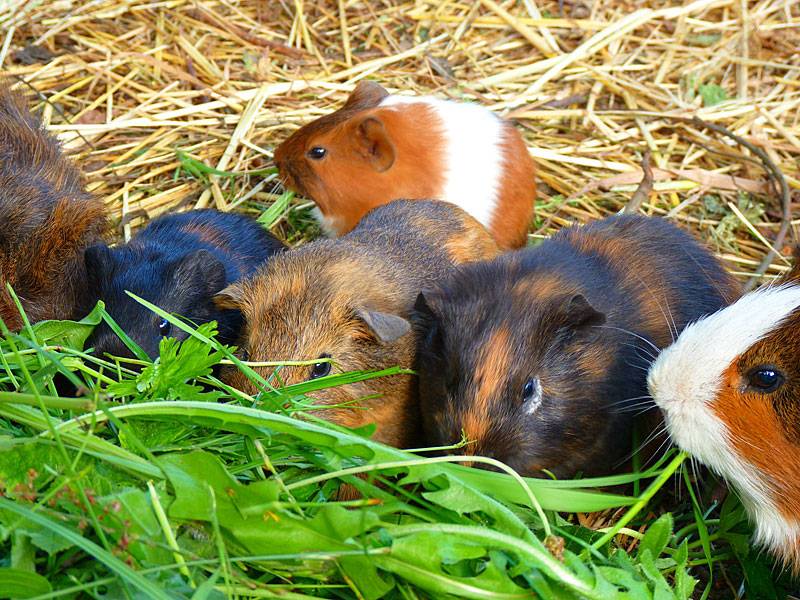 meerschweinchen
