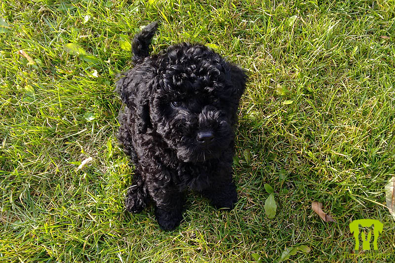 Australischer Labradoodle