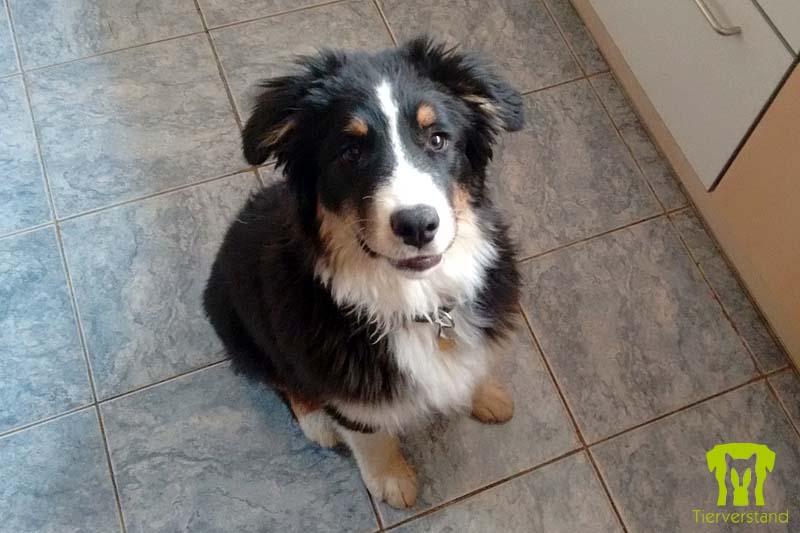 Australian Shepherd Welpe tricolour