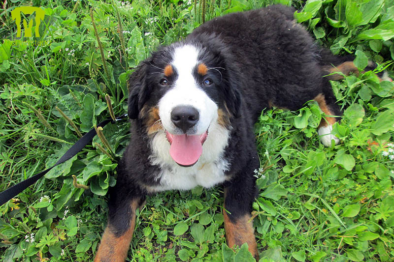 Berner Sennenhund