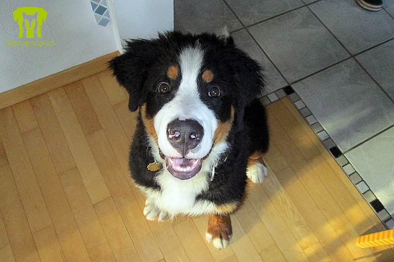 Berner Sennenhund